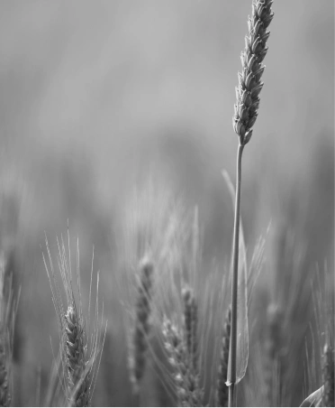 ling aretz servicios home agrario